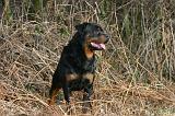 ROTTWEILER 663